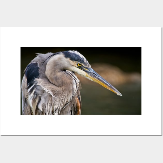 Blue Heron Wall Art by jaydee1400